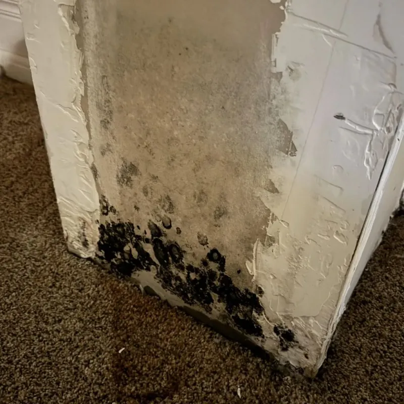 Professional Mold Removal in Mount Pulaski, IL